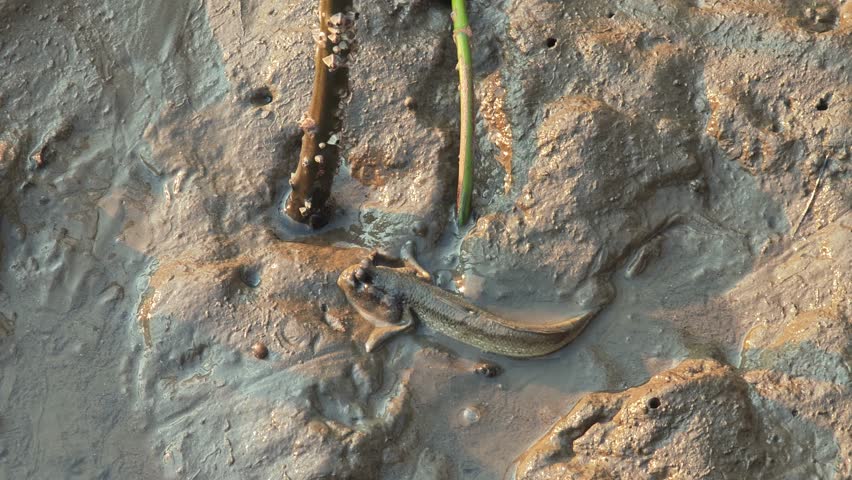 A mudskipper fish rests on wet 