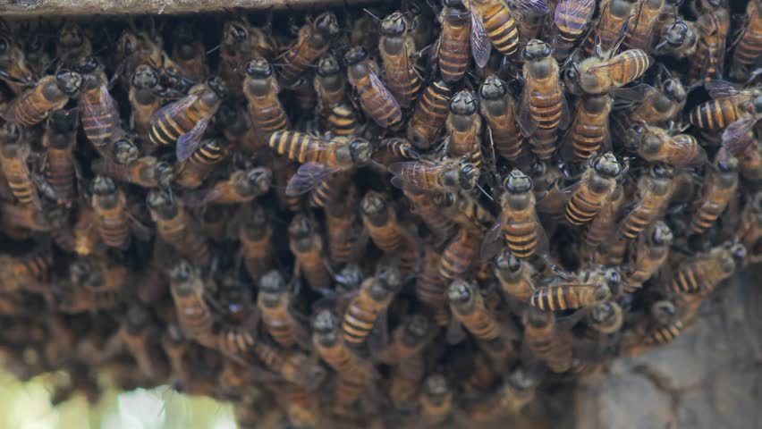 Swarm of honey bees  flying  to nature 