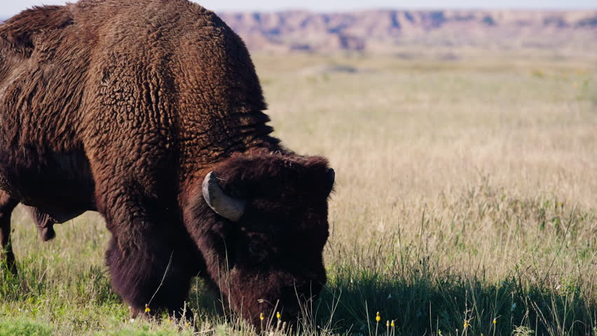 Solitary bull bison feeding on tall prairie grass in the Badlands, powerful wildlife presence, rugged plains scenery, iconic American mammal in natural habitat, peaceful wilderness atmosphere and open landscape