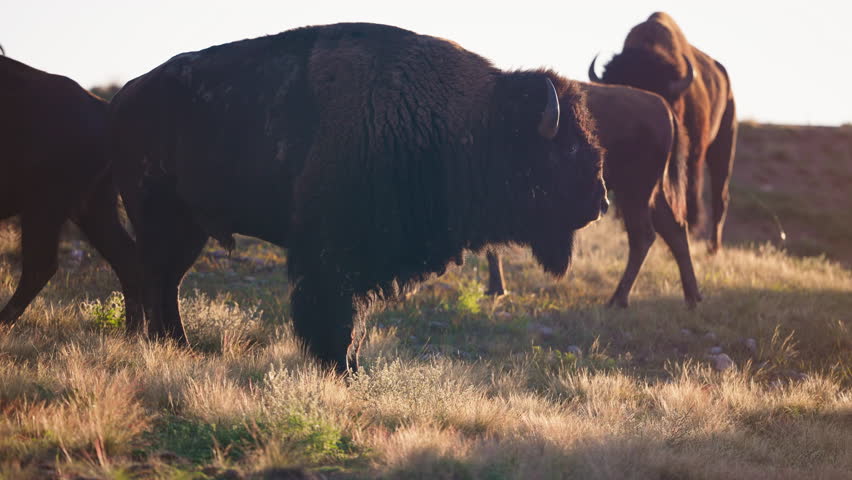 Large groups of bison walking across open plains at sunrise, golden light on rugged coats, natural wildlife migration, peaceful prairie scenery, iconic American wilderness and untamed nature moment