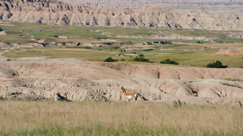 Pronghorn antelope alert in tall prairie grass of the Badlands, natural wildlife habitat, soft daylight, open plains scenery, iconic western animal in peaceful wilderness summer setting