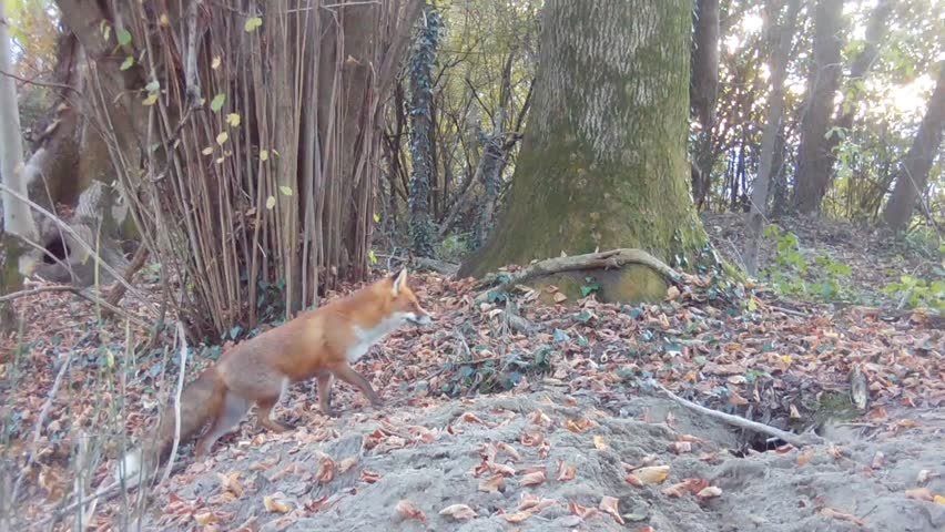 red fox passes by the badger