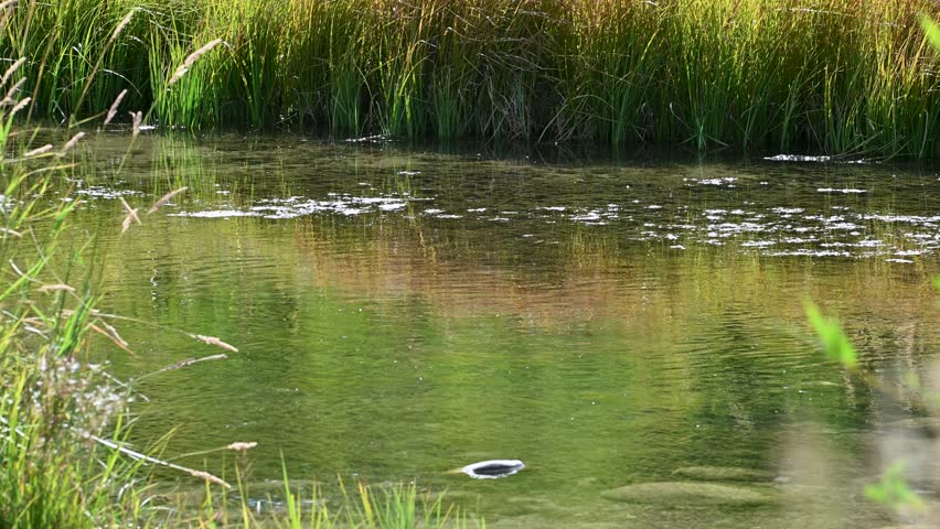 A calm pond bordered by tall reeds and grasses sits quietly, its green water reflecting the sky and dotted with gentle ripples and foam.