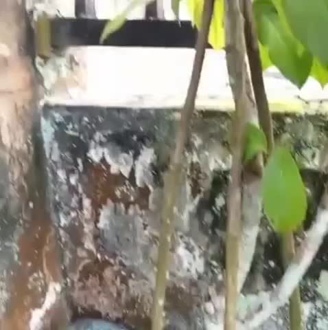 Backyard gardening activity with red cherry fruit tree. Fresh green foliage and ripening fruit in home garden. Organic lifestyle and small scale agriculture concept