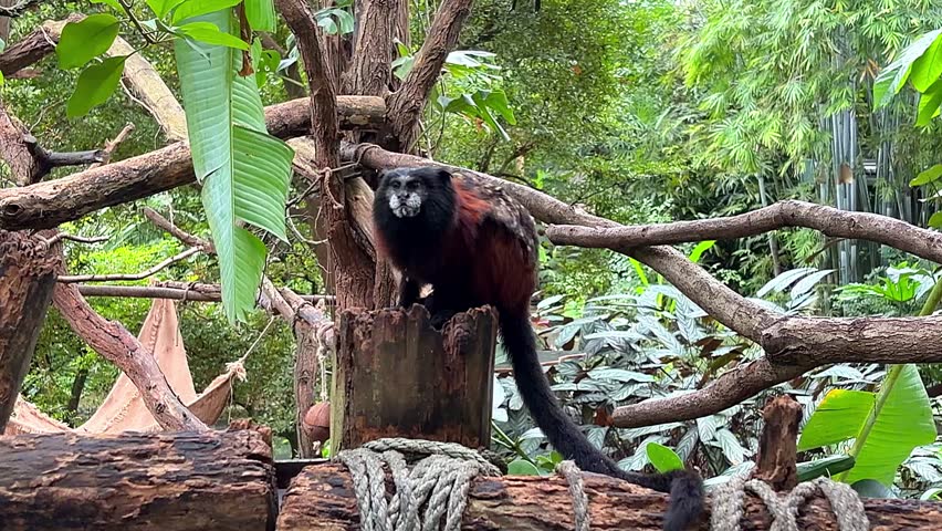 A close-up of a red-handed tamarin (Midas tamarin) perched on a branch, surrounded by thick green foliage. Features characteristic bright paws and an alert expression.
