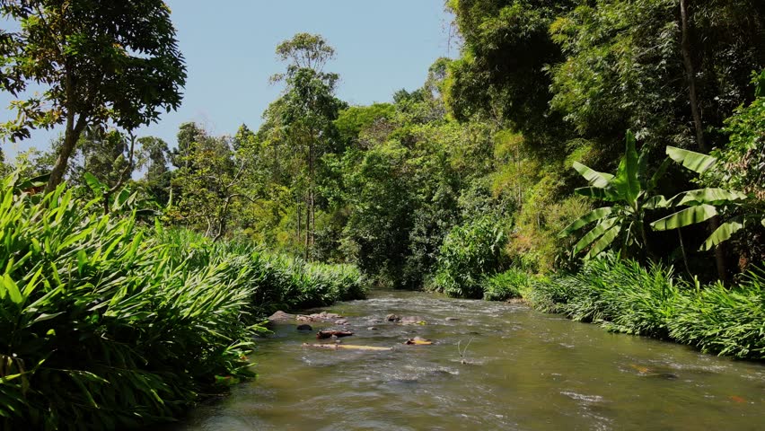 A scenic shot of the Rupingazi River flowing through dense tropical vegetation and lush green forests in Embu County, Kenya. Ideal for travel and nature documentaries.