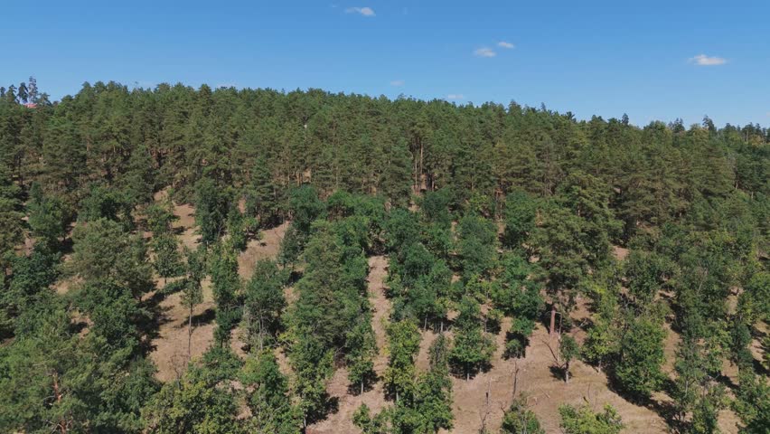 Lush green forest overlooking river and distant hills