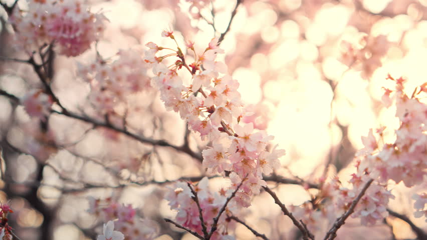Closeup pink Sakura flowers cherry blossom in full bloom in soft spring light, Sakura blossoming season in Japan, Beautiful nature spring background with a branch of blooming sakura, sunset