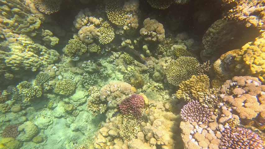 Scrawled filefish (Aluterus scriptus) glides near vibrant coral reef. Sunlight filters through the water, highlighting textures.