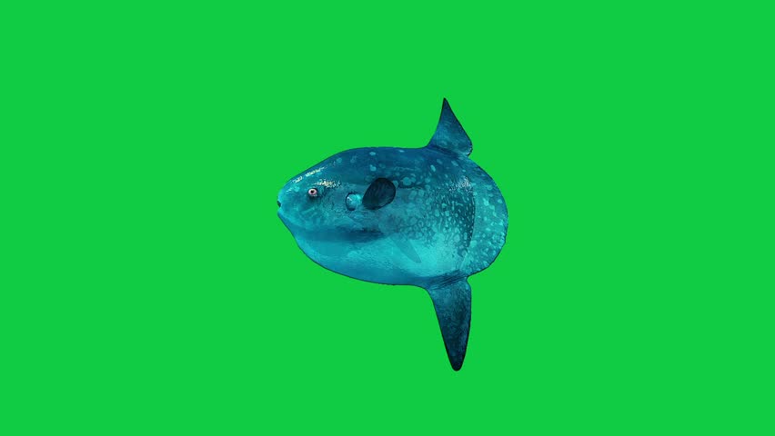 Ocean sunfish Beautiful coral reefs and tropical fish aquarium colorful sea salt water fantasy avatar alien fish deep sea fish green blue black screen	
