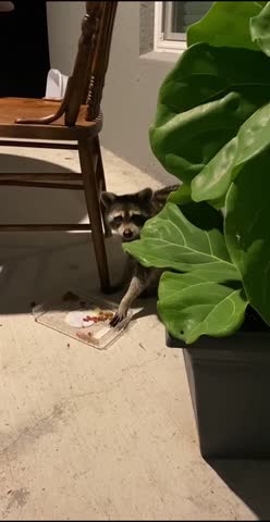 Curious Raccoon on Lawn, Wild Animal Outdoors in Suburban Yard