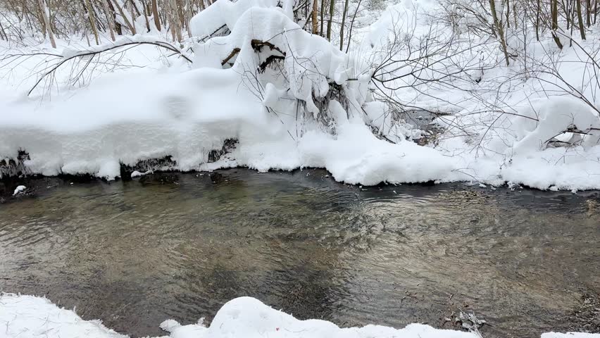 River in a winter forest,walk in the forest on a frosty winter day