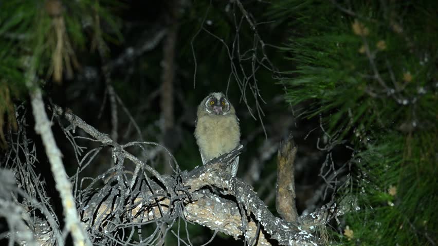 A glimpse into the natural life of the adorable Long-eared Owl (Asio otus) chick, watching its surroundings with curiosity in the middle of the night, turning its head to understand its environment.