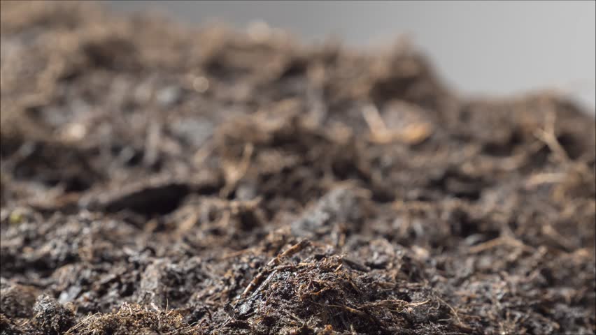 Time-lapse of cucumber seedlings emerging from soil, showing early germination and growth stages. Fresh green sprouts break through dark earth in a natural gardening scene.