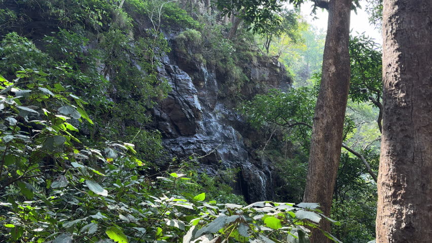 A small waterfall cascade down rock face in forest. Nature background, lush, green, serene
