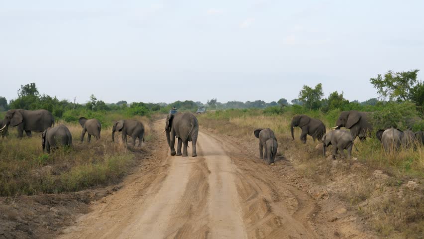 Large family herd of african bush elephants with many calves crossing dusty dirt road in savannah while safari vehicle waits in distance. Wildlife safari concept in national park