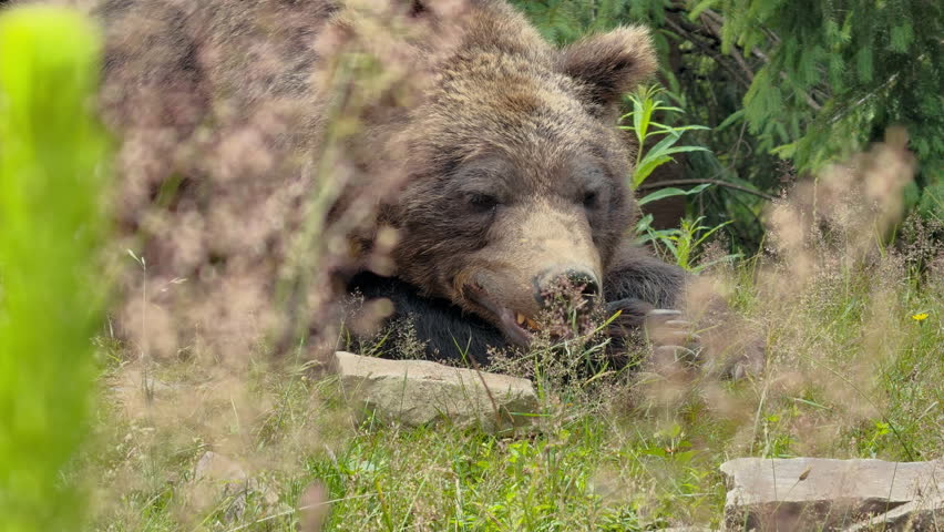 A large brown bear is resting peacefully amidst tall grasses and green foliage in a sunlit forest environment