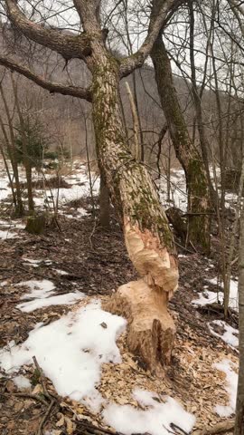 In the Carpathians, beavers climbed the mountains along a stream bed and dammed it at a great height, forming a large lake. The beavers hide there for the winter.