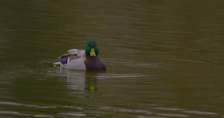 
A duck is swimming on a lake and dives headfirst into the water.