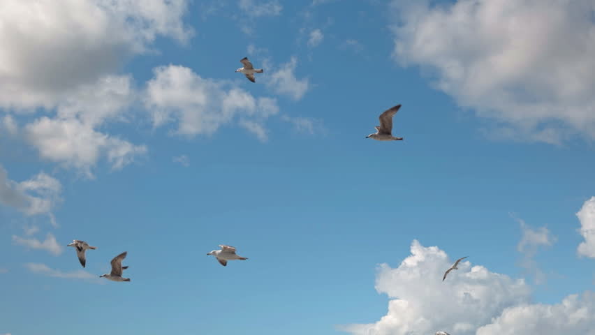 Multiple seagulls glide freely across a bright blue sky with soft clouds, symbolizing freedom and open space.