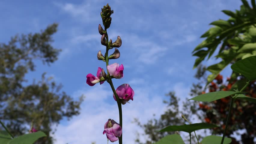 A close view of Lablab purpureus or green hyacinth bean plants