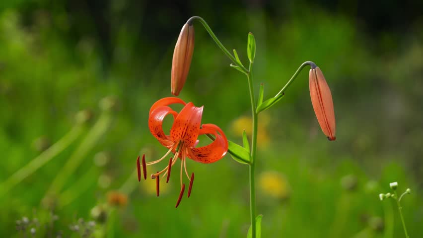 Close-up of vibrant orange tiger lilies blooming in a lush green field