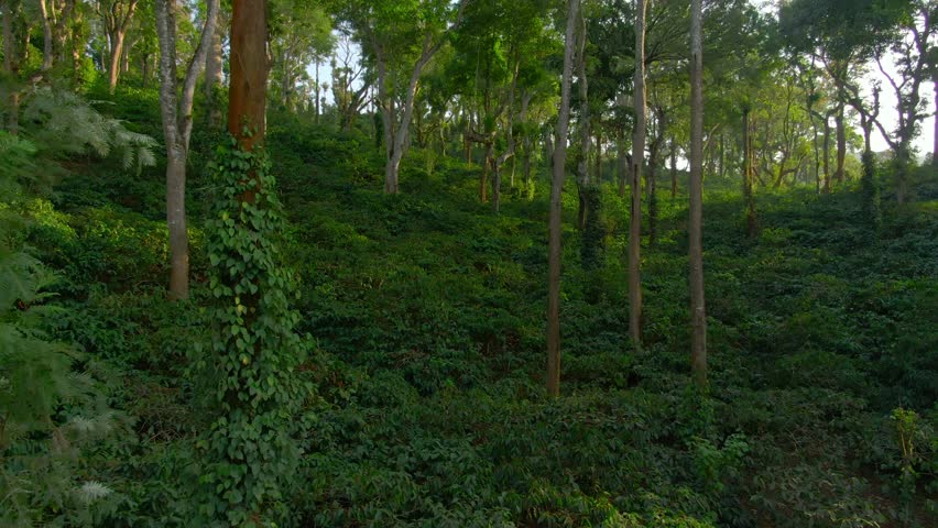 Aerial view coffee plantation in Karnataka state - India