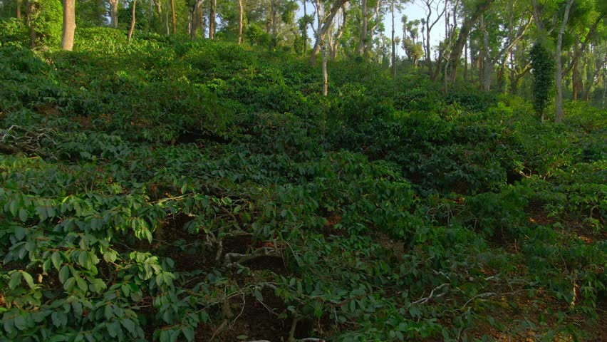 Aerial view coffee plantation in Karnataka state - India