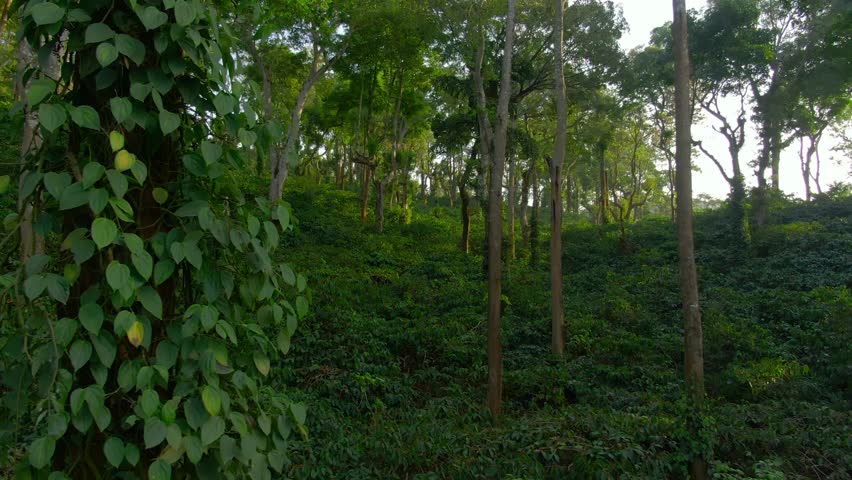 Aerial view coffee plantation in Karnataka state - India