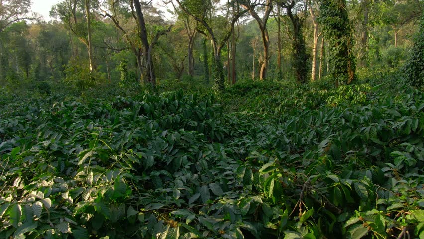Aerial view coffee plantation in Karnataka state - India