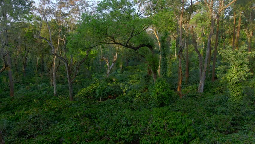 Aerial view coffee plantation in Karnataka state - India