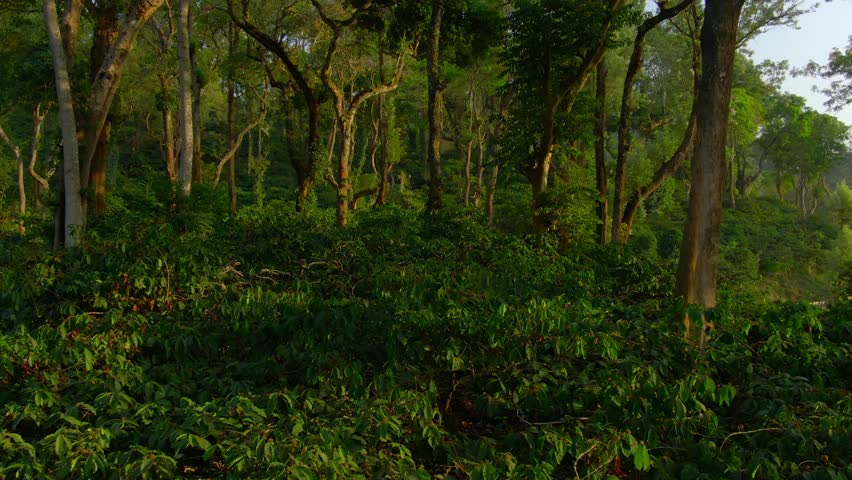 Aerial view coffee plantation in Karnataka state - India