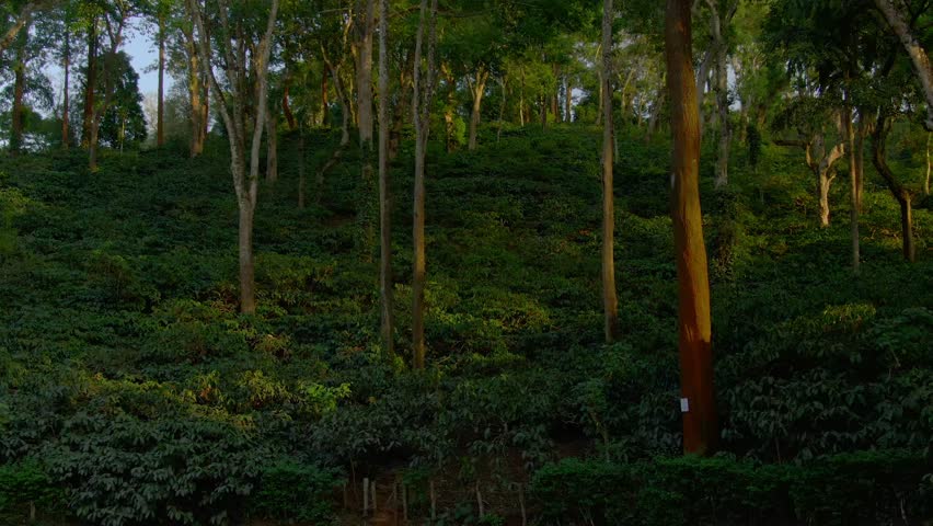 Aerial view coffee plantation in Karnataka state - India