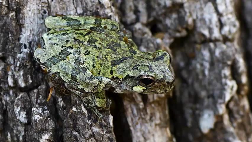 Camouflaged Tree Frog on Bark Closeup