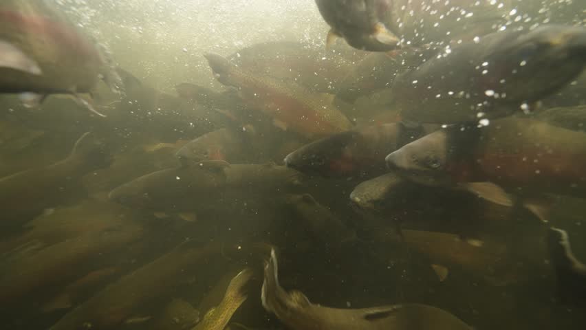 Underwater shot of rainbow trout spawning