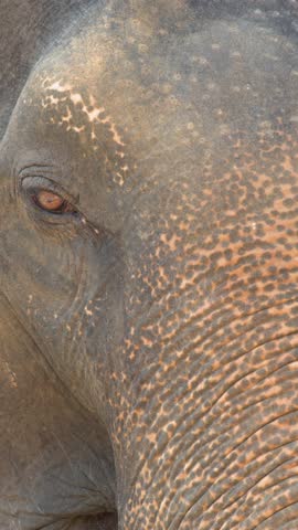 Extreme close up shot of an Asian elephant