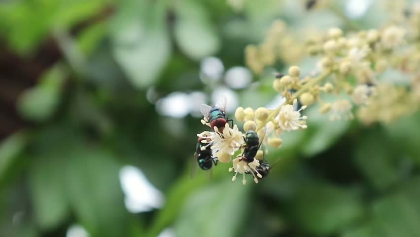 Common green bottle flies (Lucilia sericata) Swarming on small white flowers against a blurred green foliage background