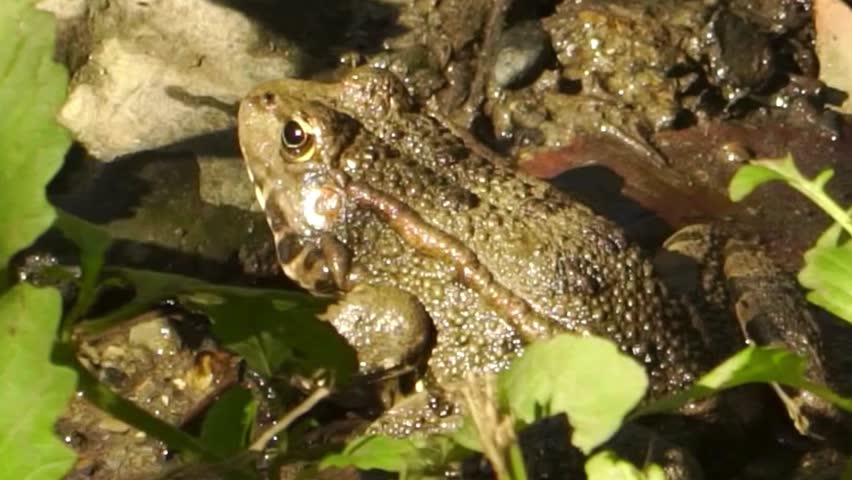 Brown Frog on Muddy Bank Among Green Leaves Closeup