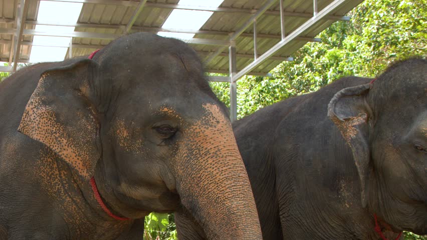 Close-up shot of Asian elephants behind a wooden fence in natural daylight at a sanctuary