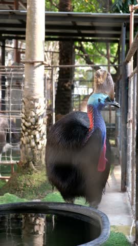 A large, flightless bird with black plumage and a distinctive casque on its head stands in an enclosure near a water source