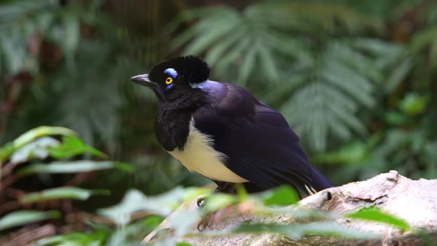 A Plush-crested Jay (cyanocorax chrysops) perched on branch in its natural habitat, curiously looking around the surroundings, close up shot.