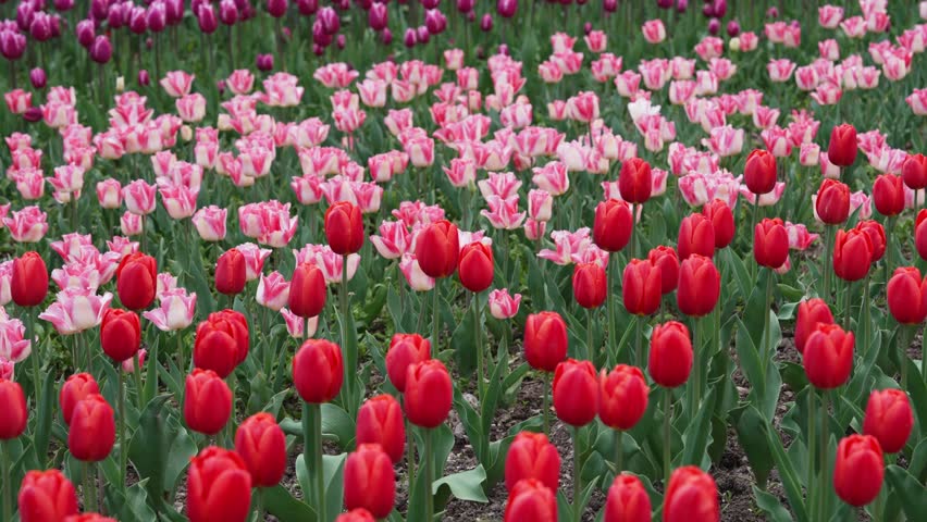 Tulip fields in the Netherlands. Spring flowers. Tulip garden