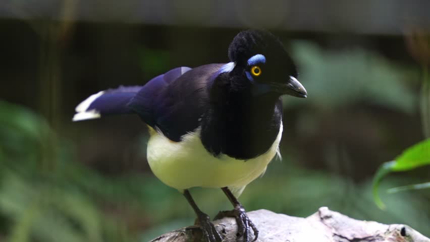 A Plush-crested Jay (cyanocorax chrysops) perched on the branch and curiously looking around the surroundings, close up shot.