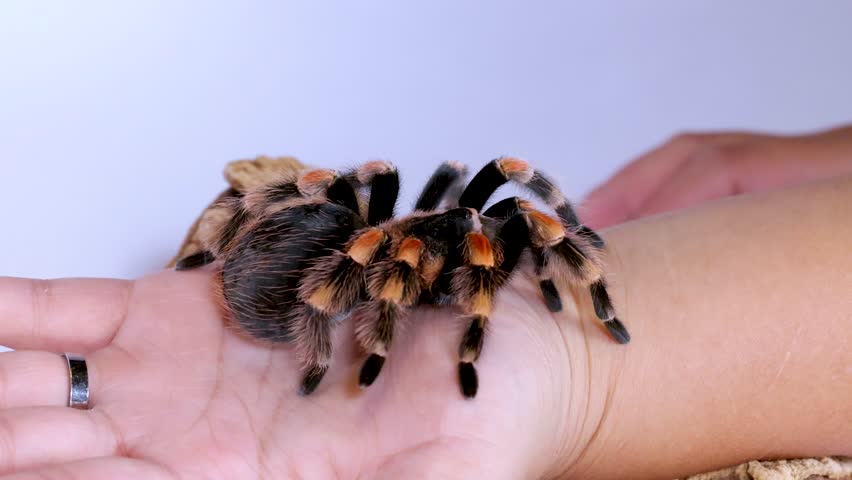 Close-up shot of a Mexican redknee tarantula being handled gently on a person