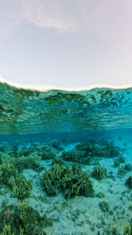 Vertical shot of half underwater split view showing coral reef with fish below calm ocean surface