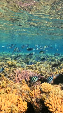 Vertical shot of School Of Sergeant Major Fish Above Shallow Coral Reef In Half Underwater View