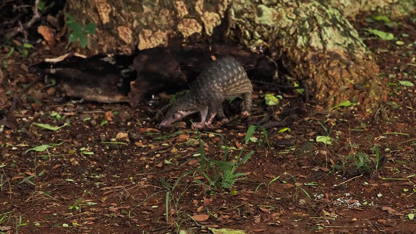 Sunda pangolin (Manis javanica) is native to Southeast Asia including Indonesia (Java, Sumatra, and Borneo).