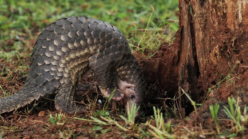 Sunda pangolin (Manis javanica) is native to Southeast Asia including Indonesia (Java, Sumatra, and Borneo).
