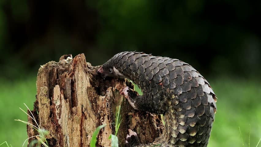 Sunda pangolin (Manis javanica) is native to Southeast Asia including Indonesia (Java, Sumatra, and Borneo).