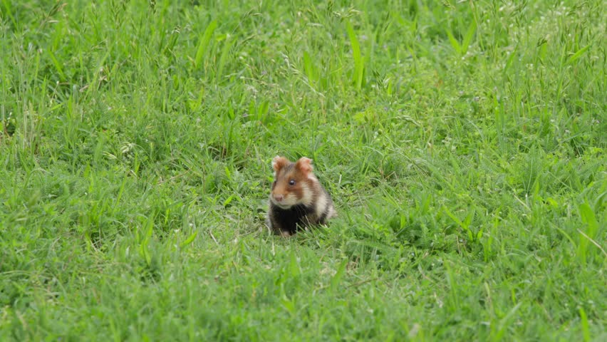 European hamster motionless in meadow grass, staring at camera